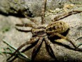 /album/arachnida/lycosa-thorelli-2-jpg/